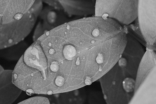 Beautiful water drops after rain on green leaf in macro. Black and white photo