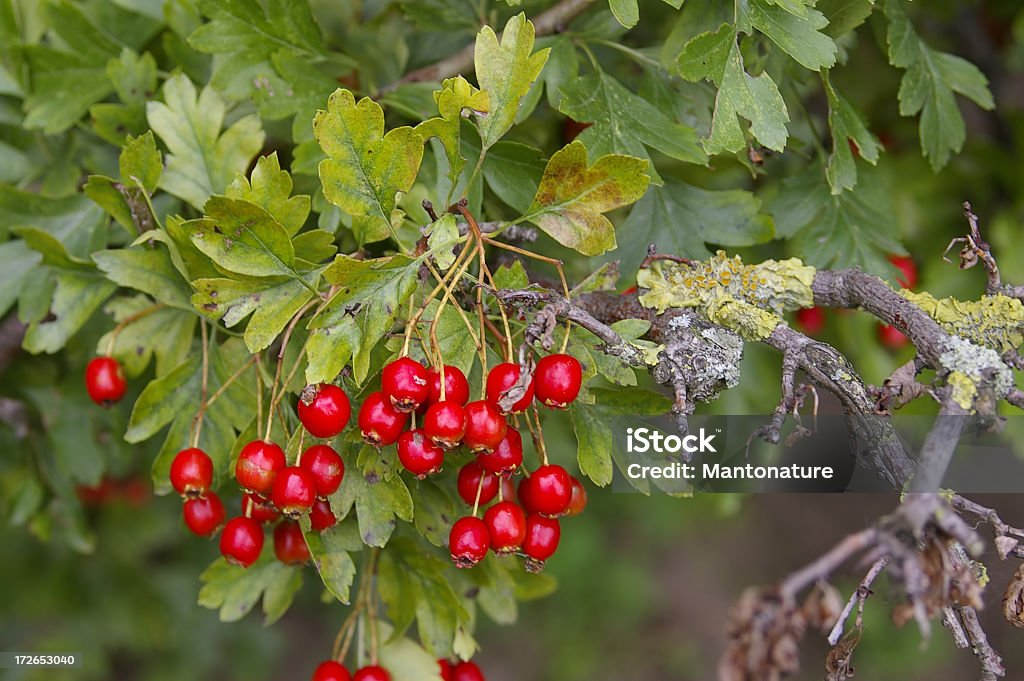 Hawthorn (Crataegus monogyna) mit roten Beeren - Lizenzfrei Ast - Pflanzenbestandteil Stock-Foto