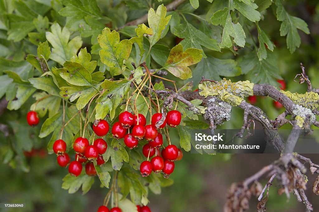 Hawthorn (Crataegus monogyna) con bacche rosse - Foto stock royalty-free di Albero