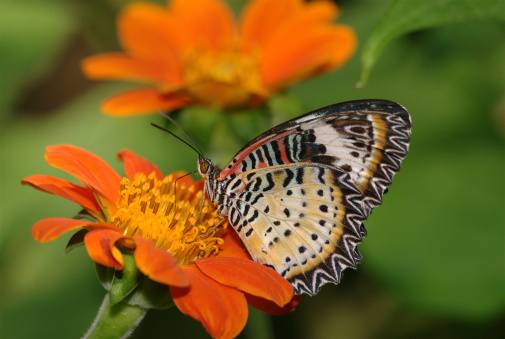 Painted Lady or Cosmopolitan butterfly - Vanessa cardui - resting on red dahlia - Dahlia coccinea