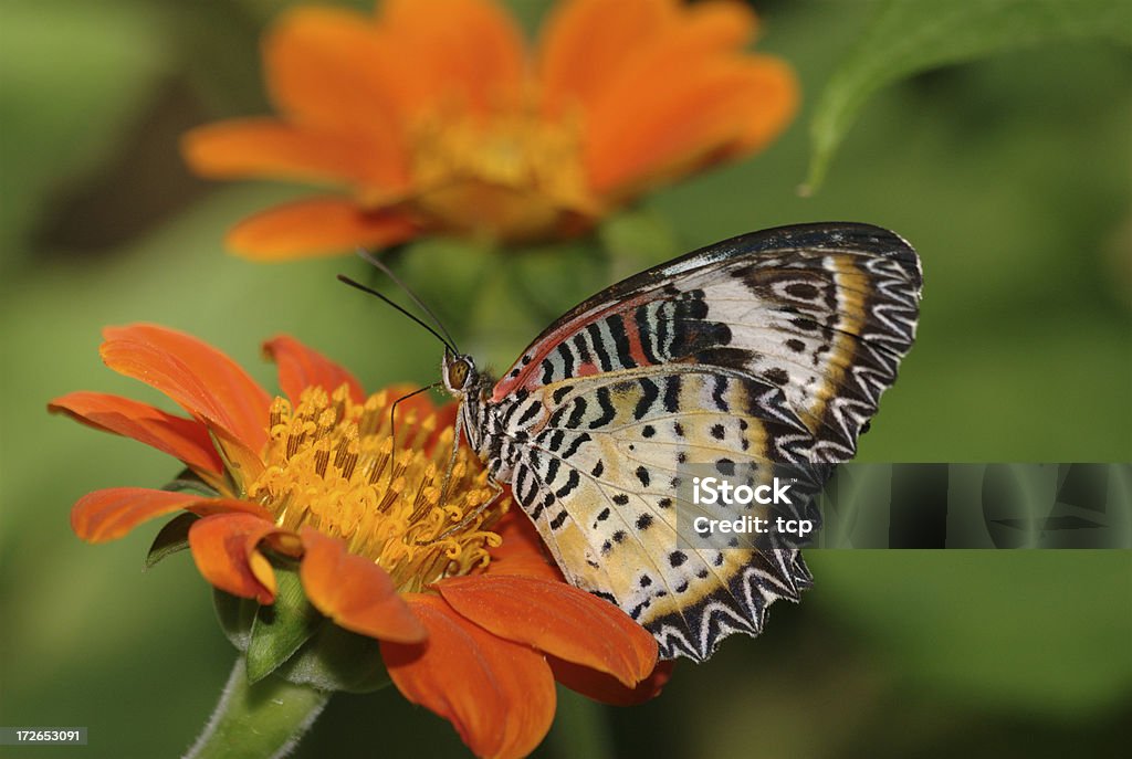 Леопардовый Lacewing (Cethosia cyane) в Таиланде - Стоковые фото Lacewing Бабочка роялти-фри