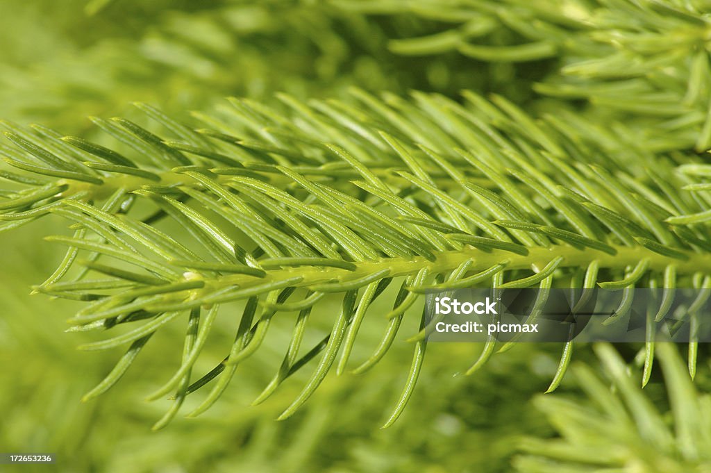 Зеленый иглы Пихта крупным планом - Стоковые фото Nettle роялти-фри