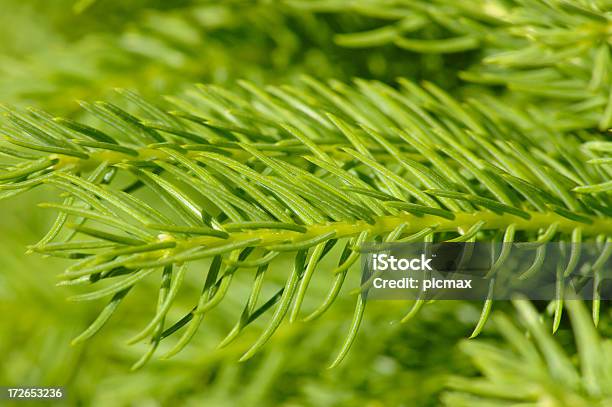 Зеленый Иглы Пихта Крупным Планом — стоковые фотографии и другие картинки Nettle - Nettle, Без людей, Ботаника