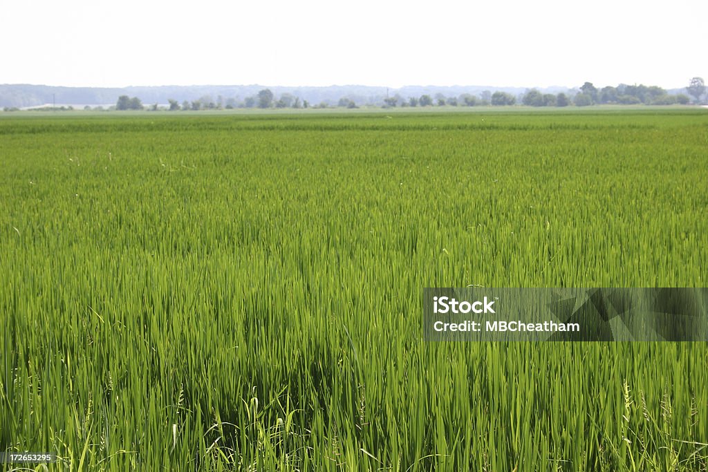 American Rice Rice field in southeast United States. Focus on foreground. Rice - Cereal Plant Stock Photo