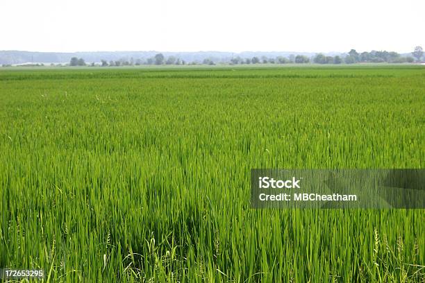 American Rice Stock Photo - Download Image Now - Rice - Cereal Plant, USA, Arkansas