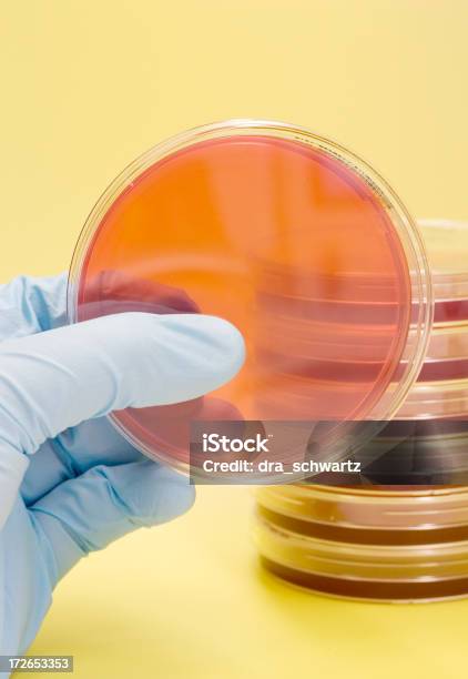 Bacteriología Foto de stock y más banco de imágenes de Aferrarse - Aferrarse, Agarrar, Amarillo - Color