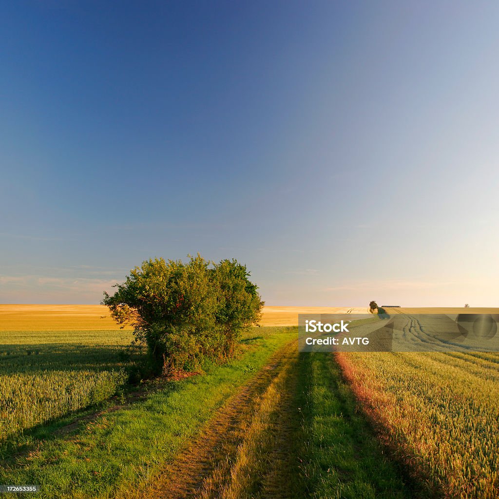Sunset Fields Path winding towards the horizon Agricultural Field Stock Photo