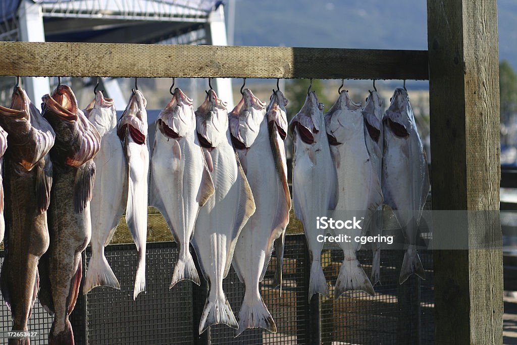 Pescato del giorno - Foto stock royalty-free di Halibut