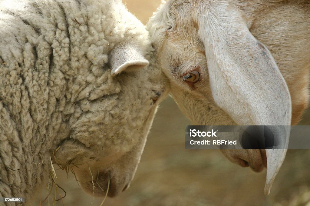 Estancado - Foto de stock de Apareamiento libre de derechos