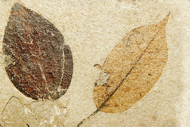 fóssil folhas - fossil leaves imagens e fotografias de stock