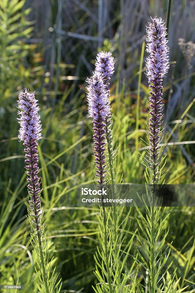 Prairie Wildblumen - Lizenzfrei Stern - Weltall Stock-Foto