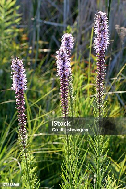 Prairie Wildblumen Stockfoto und mehr Bilder von Stern - Weltall - Stern - Weltall, Amerikanische Kontinente und Regionen, Blume