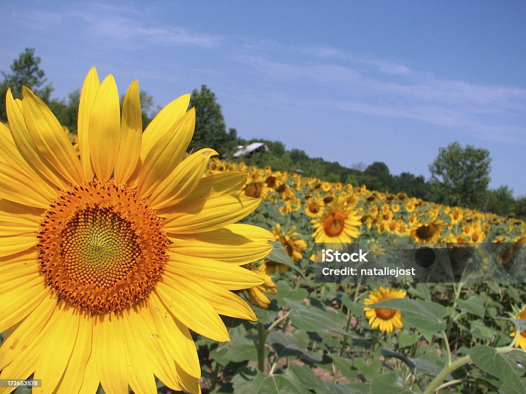 sunny sunflowers "bright yellow sunflowers in a field on a bright sunny day, blue sky behind" Agricultural Field Stock Photo