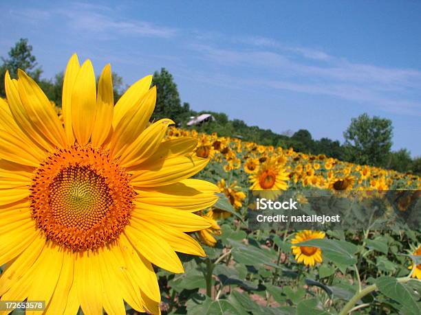 Sunny Sunflowers Stock Photo - Download Image Now - Agricultural Field, Agriculture, Beauty
