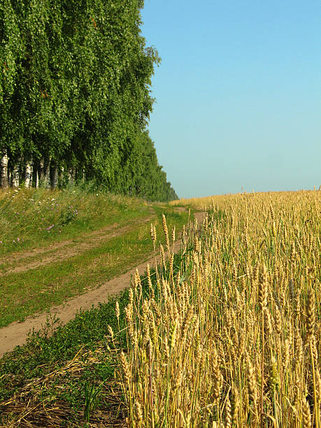 istock Road to Farmland 172653591