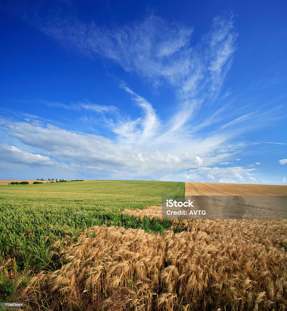 Campos de verano - Foto de stock de Agricultura libre de derechos