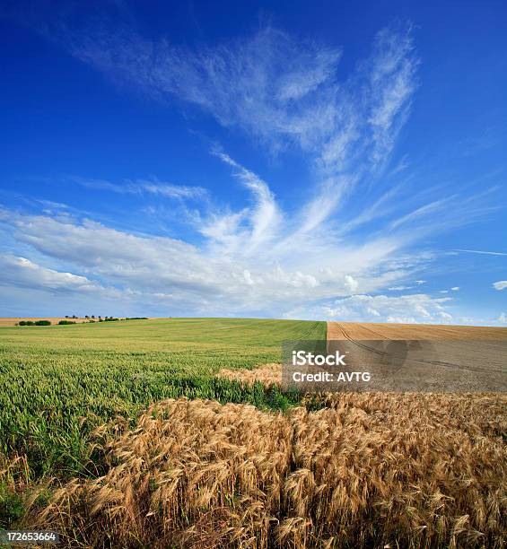 Campos De Verano Foto de stock y más banco de imágenes de Agricultura - Agricultura, Aire libre, Ajardinado