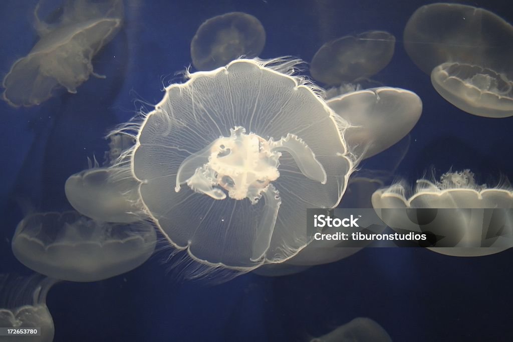 Luna piena splendida Medusa - Foto stock royalty-free di Cerchio