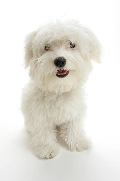 istock A white small puppy looking at the camera 172653881