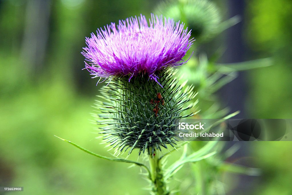 Primo piano-Cardo - Foto stock royalty-free di Cardo - Famiglia delle margherite