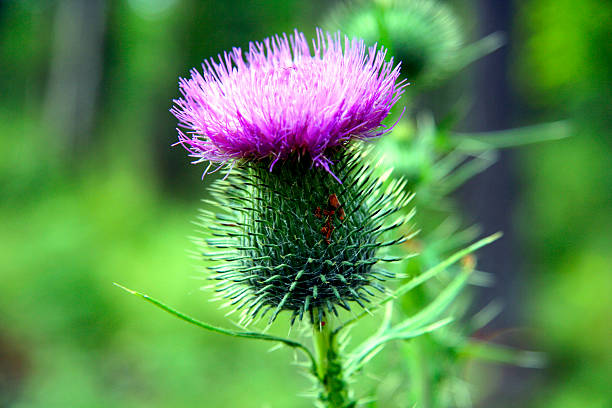 Close up-Thistle Wild thistle in bloom deep in the forest Scottish Thistle stock pictures, royalty-free photos & images