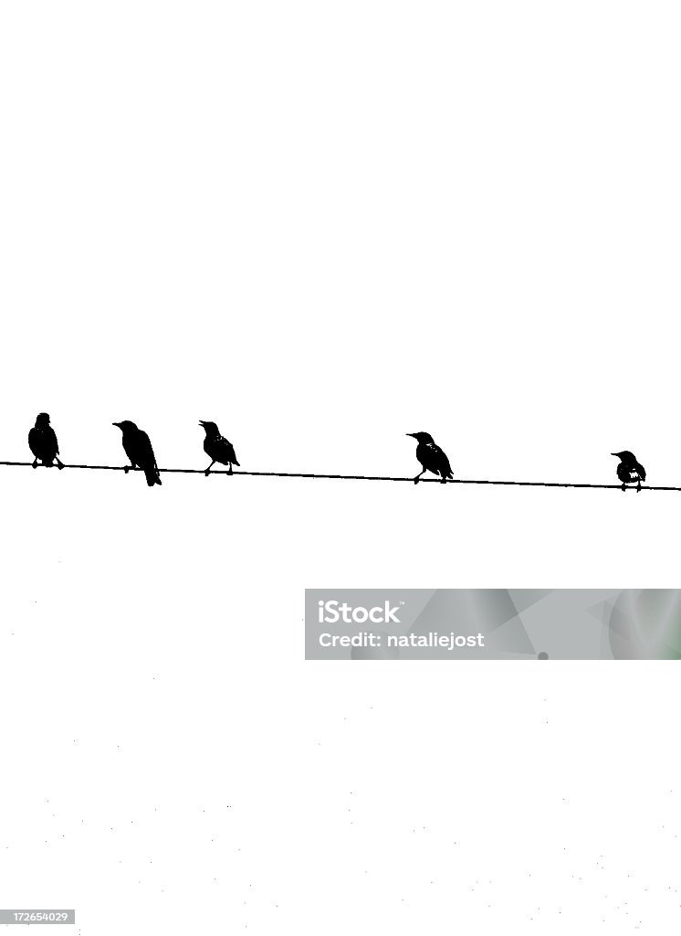 鳥のワイヤ-bw 眺め - ケーブル線のロイヤリティフリーストックフォト