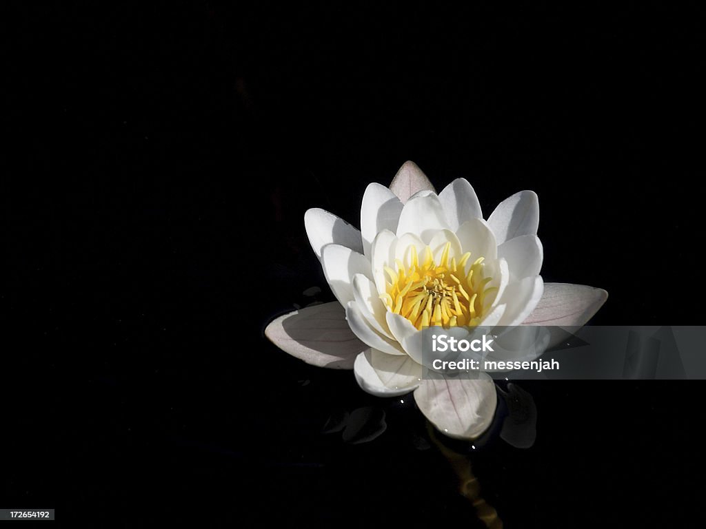 Seerose Blüten - Lizenzfrei Bewegung Stock-Foto