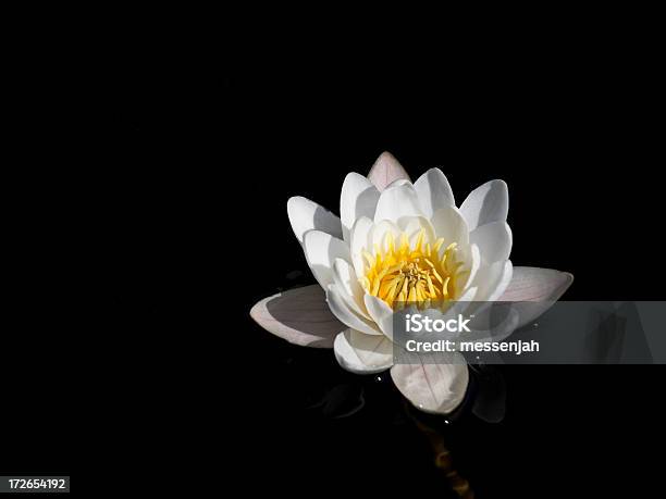 Seerose Blüten Stockfoto und mehr Bilder von Bewegung - Bewegung, Blume, Blütenblatt