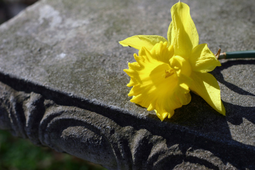 Daffodil resting on concrete bench.