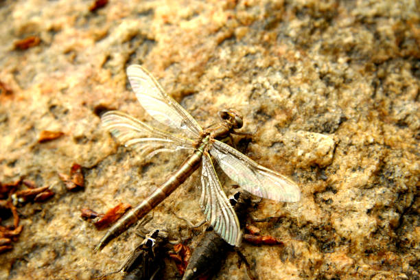 This is the Last photo in a series of 4 showing the birth of a Dragon Fly.  I happen to be in the right place and starting shooting when I saw this incredible sight.