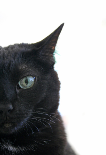 Witch's Companion - Gorgeous Detail of Black Burmese Cat