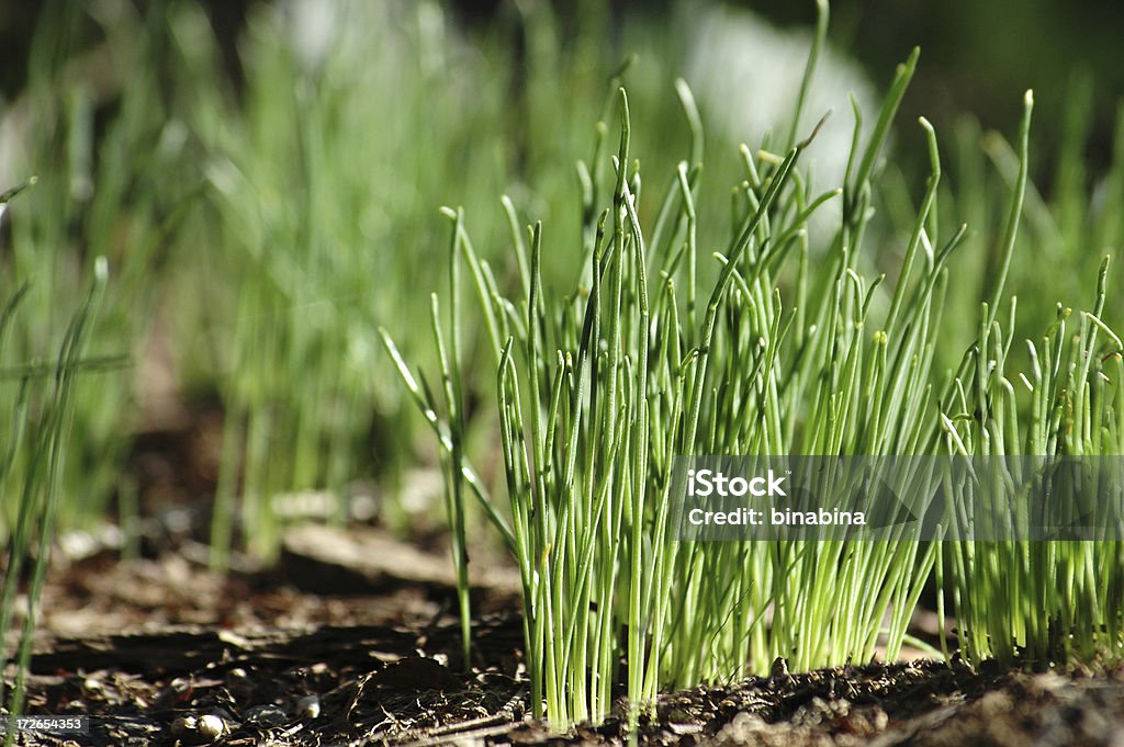 Germogli nel suolo - Foto stock royalty-free di Affettuoso