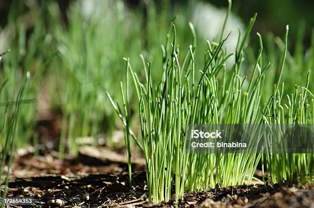 Germogli Nel Suolo - Fotografie stock e altre immagini di Affettuoso - Affettuoso, Agricoltura, Ambientazione esterna