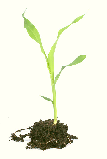 young corn plant with earth on white background