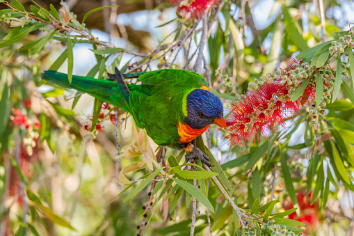 Rainbow Lorikeet feeding on the bottlebrush at Woy Woy, NSW, Australia.