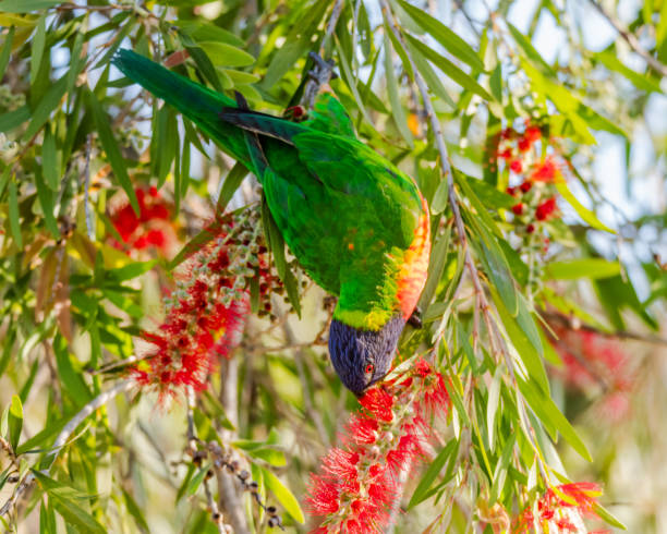 istock Rainbow Lorikeet in the bottlebrush tree 1726544053