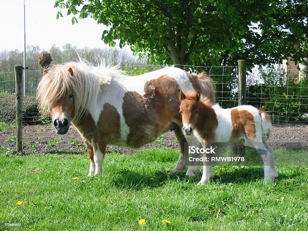 My little pony A real little shetland pony. Animal Stock Photo
