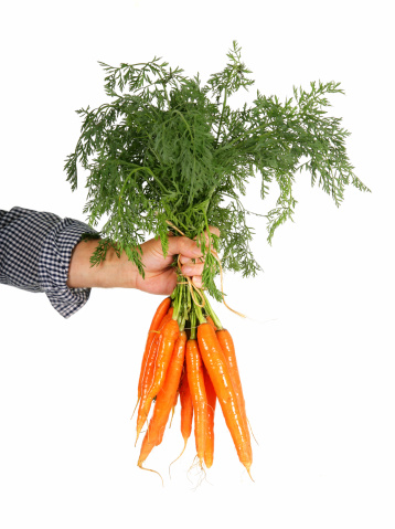 Hand holding carrots.