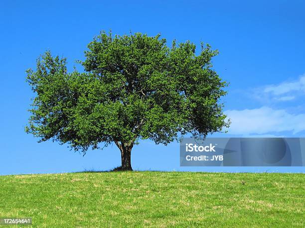 Foto de Lone Tree e mais fotos de stock de Afiado - Afiado, Azul, Campo