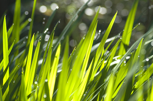 Grass at sunrise -- dewdrops on blades.