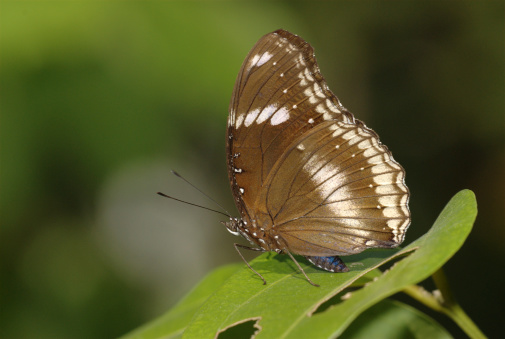 varios type of butterfies with name