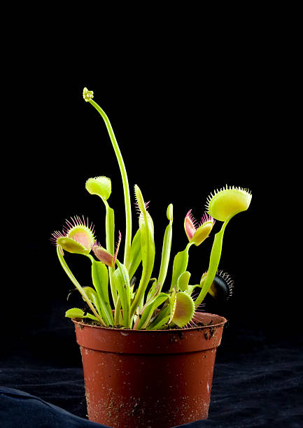 Venus Fly Trap Venus Fly Trap carnivorous stock pictures, royalty-free photos & images