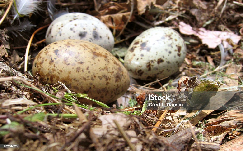 Œufs d'oiseaux - Photo de Beige libre de droits