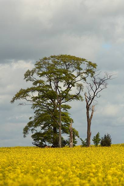 istock Trees in field of yellow rapeseed 172654979