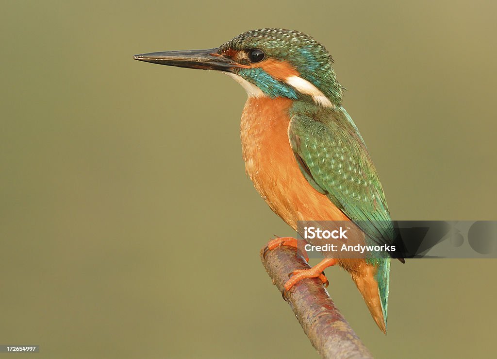 Kingfisher im Morninglight - Lizenzfrei Ast - Pflanzenbestandteil Stock-Foto