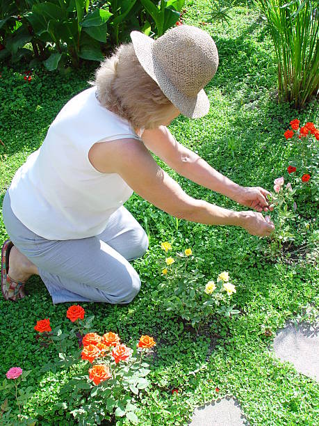 Aged Woman Gardening Roses