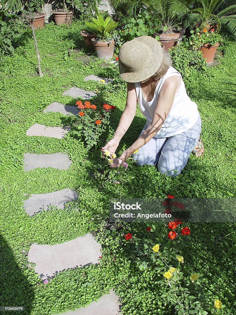Envelhecido mulher jardinagem e olhando rosas - Foto de stock de Maio royalty-free