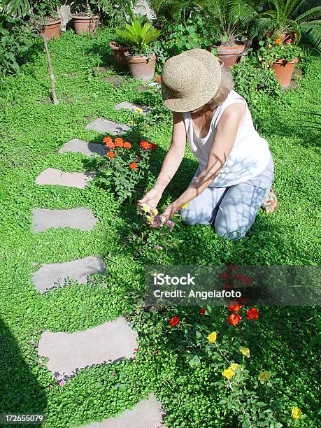 Foto de Envelhecido Mulher Jardinagem E Olhando Rosas e mais fotos de stock de Maio - Maio, Rosa - Flor, Adulto