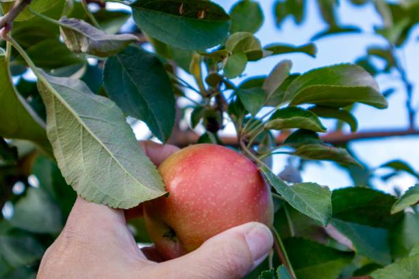 istock Hand grasping an apple off of a tree 1726551554