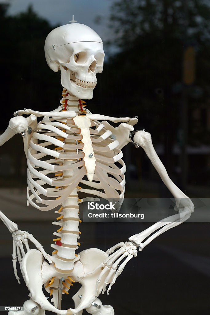 Skeleton - Foto stock royalty-free di Bizzarro